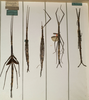 CollectionObject 1558186; 51b445f4-fa4e-4f54-b1c5-cd9efe4d77ed, NMW 867: copyright NMW, Vienna. female of synonym Acrophylla oxyacantha (lectotype / paralectotypes). (CollectionObject).