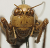 CollectionObject 1535946; 2747b89e-ab81-4039-a546-ed68069faddd: female face (syntype). (CollectionObject).