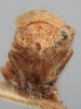Head: !! display not done !! on Ashmeadea concinna (Goding, 1893): (Observation).