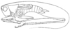 Pl. XXI, Fig. 7 (after type). male (body length 13.5 mm, pronotum 3.6 mm, tegmina 5 mm). Depicts Conocephalus (Anisoptera) ochrotelus Rehn & Hebard, 1915, an Otu.