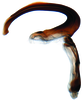 Aedeagus, lateral view on Bhatiahamus flabellatus (Shang & Shen, 2006): Aedeagus, lateral view. (Observation).