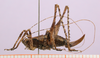 CollectionObject 1575952; a083ef99-215f-4cc8-83a4-9ef23145b07e, cbt039s02: specimen cbt039s02. female, lateral view (paratype). (CollectionObject).