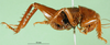 CollectionObject 1595445; 47837a18-901b-493f-9211-5a29fa518c14: male, lateral view. (CollectionObject).