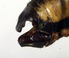 CollectionObject 1500589; 77363a4d-0dfb-4569-bed8-b35556572544, DORSA BTprograHTM: male abdomen tip, lateral view (holotype). (CollectionObject).