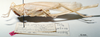 CollectionObject 1539600; d5aad2e0-fbf0-4e8d-b2c6-0455accae3a6: female, lateral view (holotype). (CollectionObject).