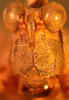CollectionObject 1543661; c0d8efc2-f248-4c47-a203-0b27ee090307: male, frontal view (lectotype). (CollectionObject).