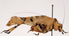 CollectionObject 1534631; 8cd11505-d7f4-4a3c-bba4-3379692a6d64: male, lateral view (holotype). (CollectionObject).