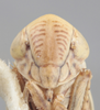 Head on Athysanella (Athysanella) kanabana Ball & Beamer, 1940: Head. (Observation).