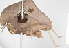 Hymenotes triangularis Westwood, 1837: male, lateral view (syntype). (Otu).