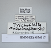 CollectionObject 1573297; 36df2ab9-6218-4bf8-9ccd-d1f50a9ca2b8: Copyright NHM, London. Male: data labels, non-type. (CollectionObject).