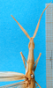 Truxalis nasuta (Linnaeus, 1758): male head and pronotum, dorsal view (holotype of Truxalis miniata holoytype). (Otu).