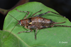 Canariola nubigena (Krauss, 1892): female (Canary Islands). (Otu).