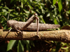 FieldOccurrence 128; 429ebaba-dbf2-4706-a1d1-cf799fa02531; Tanzania
near Lake Jipe North Pare, 2018/02/17: female, lateral view. (FieldOccurrence).