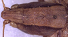 female head and pronotum, dorsal view (holotype). Depicts CollectionObject 1516858; 9b886afe-a4af-4014-9998-fe0ca499167b, a CollectionObject.