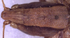 CollectionObject 1516858; 9b886afe-a4af-4014-9998-fe0ca499167b: female head and pronotum, dorsal view (holotype). (CollectionObject).
