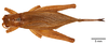 CollectionObject 1565004; e52772cb-9160-4c76-9bd5-898d01f4b656: female, dorsal view (allotype). (CollectionObject).