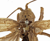 CollectionObject 1529704; a80cf5c5-1e65-4c2c-abac-e02e568bcdb7: male stridulatory apparatus (holotype). (CollectionObject).