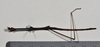 CollectionObject 1558559; d175cf57-13bf-4202-bdc4-79a45254a6cc: copyright NTUC. male, ventral view (syntype). (CollectionObject).;CollectionObject 1558560; 79f3f8cc-d56f-40aa-b01f-edb53ef13999: copyright NTUC. male, ventral view (syntype). (CollectionObject).