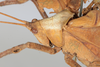CollectionObject 1505723; 27ffbcd4-93cb-4900-9837-2677ce18f56c: male, lateral view (syntype). (CollectionObject).