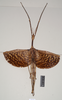 CollectionObject 1557415; 763340e1-94e5-46cf-925e-ed807ebb70d3, NHMUK(SF IMPORT DUPLICATE) 844927: copyright Natural History Museum, London. female (holotype). (CollectionObject).