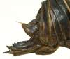 female ovipositor. Depicts CollectionObject 1497409; 27b84c19-1911-4cd9-837e-ee1043ed227a, a CollectionObject.