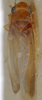 Habitus, dorsal view on Ajika nana Dworakowska, 1979: Habitus (paratype, USNM collection). (Observation).