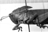 Image Carbonell, C.S female head and pronotum, lateral view (syntype of Tropidonotus scabripes). Depicts CollectionObject 1530633; 30d88560-628d-482f-83c7-3de6f4612474, a CollectionObject.