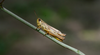 CollectionObject 1593829; eafda68d-d582-40ad-9b41-36f11d3258a1: macropterous female (SRB, Muzlja, 11.07.22019). (CollectionObject).