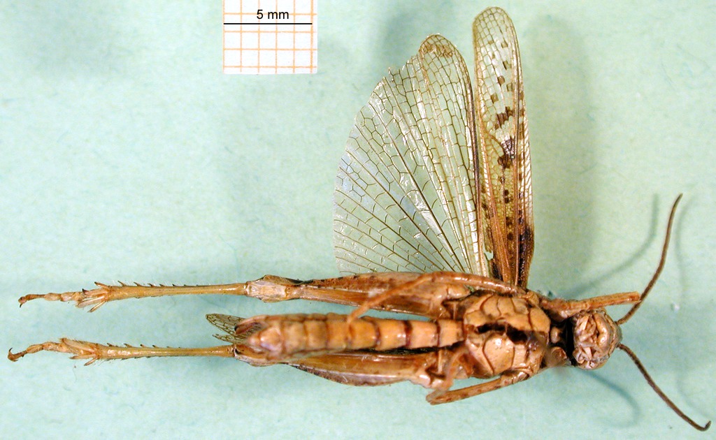 male, ventral view (paralectotype). Depicts CollectionObject 1589443; 5a208cea-fe6d-41a9-b6fc-f9ece1582c59, a CollectionObject.