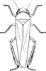 Habitus, dorsal view: Habitus, dorsal view. (Observation).