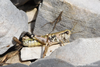 CollectionObject 1598792; b630e1f7-329e-4e8b-909c-9113e1c4c86d: juvenile female. (CollectionObject).;CollectionObject 1598793; 372e8ef3-d24f-417c-86fb-0312e868d24a: juvenile female. (CollectionObject).;CollectionObject 1598794; f58475c3-b252-4b97-9e3a-d1209cd8d4c4: juvenile female. (CollectionObject).