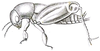 Dentridactylus denticulatus (Saussure, 1874): Pl. VIII, Fig. 26. male habitus. (Otu).