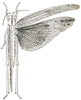 Orthacanthacris humilicrus (Karsch, 1896): Fig. 25. female, dorsal view (body length 60 mm, tegmina 74 mm). (Otu).