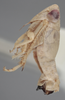 Habitus, lateral view on Athysanella (Athysanella) marthae Blocker, 1988: Lateral. (Observation).