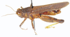 Plegmapterus saturatus (Walker, 1870): male, dorso-lateral view. (Otu).