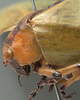 CollectionObject 1505838; 21c3650c-79ff-4c0e-85f7-fd01f0e6c019: male head and pronotum, lateral view. (CollectionObject).