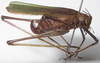 CollectionObject 1543935; f537ba37-e8fc-44f6-adf9-1b07d28d85eb: female, lateral view (paratype). (CollectionObject).