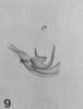 Aedeagus, lateral view: !! display not done !! on Trachytalis isabellina Fowler, 1895: (Observation).