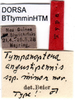 CollectionObject 1500420; 1f25f788-cfc2-44cb-8d1f-5af070486bd9, DORSA BTtymminHTM: male labels (holotype). (CollectionObject).