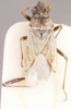 Nysius fuscovittatus Barber, 1958: Nysius fuscovittatus HOLOTYPE (NMNH) - (CC BY-NC 3.0) - Photo by Pablo M. Dellapé with permission from the National Museum of Natural History (NMNH), Smithsonian Institution, Washington, D.C. (Otu).