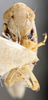 Head on Concavifer marmoratus Dlabola, 1960: (Observation).