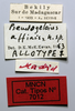 CollectionObject 1580386; d264bc0d-374f-4aed-a47f-8f1fba153134: labels (allotype). (CollectionObject).