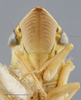 Head on Draeculacephala noveboracensis (Fitch, 1851): Head/Face. (Observation).