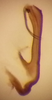 Aedeagus, lateral view on Costanana dunda DeLong & Freytag, 1972: Male holotype [OSU]: aedeagus, lateral view. (Observation).