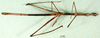 CollectionObject 1500892; 15631d0a-a3a3-477d-8e4b-68bf89e1c7d1: male, ventral view (holotype of Corynorhynchus ruficornis). (CollectionObject).