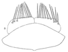 Subgenital plate, ventral view on Cumora (Parahaldorus) truncatistylus (Linnavuori, 1959): subgenital plates, ventrally. (Observation).