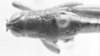 CollectionObject 1524010; 258d7214-e209-4d23-b52c-e4960353defb: male, head and pronotum, dorsal view (holotype). (CollectionObject).