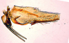 Pygofer, lateral view: !! display not done !! on T3592: Loeia Duan, 2017: (Observation).