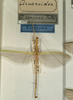 CollectionObject 1559972; NMW 1037, 892a3ef5-af2d-4087-9d31-69605491c4e0: copyright NMW, Vienna. female of Aruanoidea confusa (holotype). (CollectionObject).