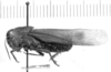 male, lateral view (lectotype of Arphia calida). Depicts CollectionObject 1524523; 74a15d0b-6a3e-4099-bb4a-7ec196b85b4f, a CollectionObject.